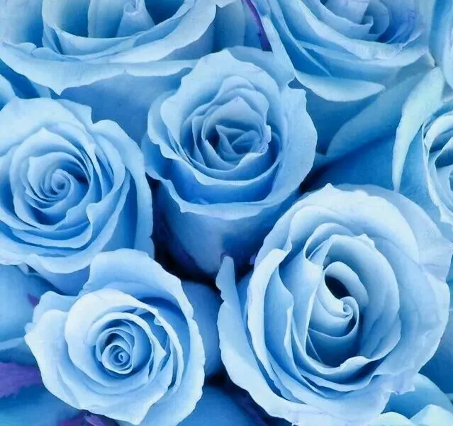 گل های رویایی